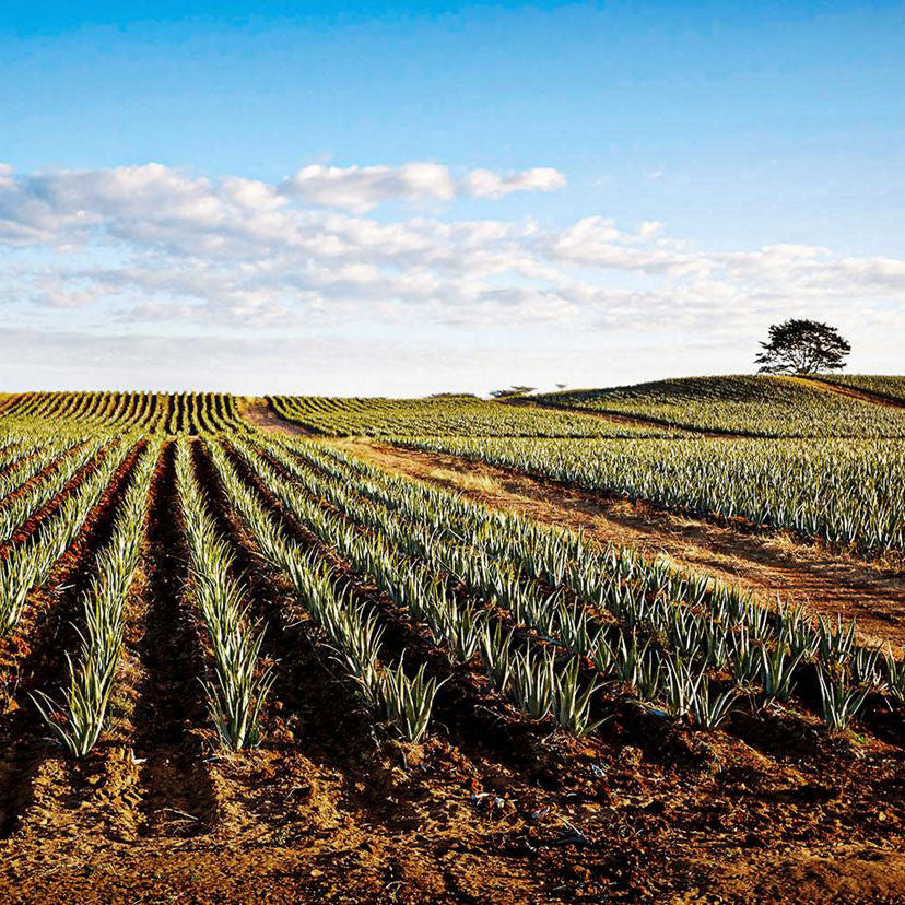 Warum Aloe Vera von Forever? Qualität & Unterschiede erklärt