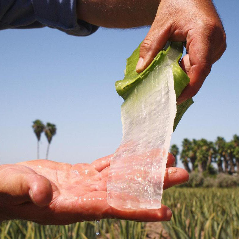Was ist Aloe Vera Blattmark?