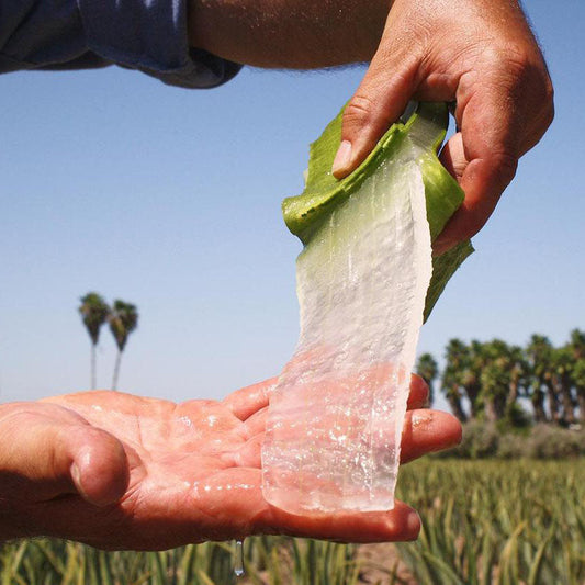 Was ist Aloe Vera Blattmark?