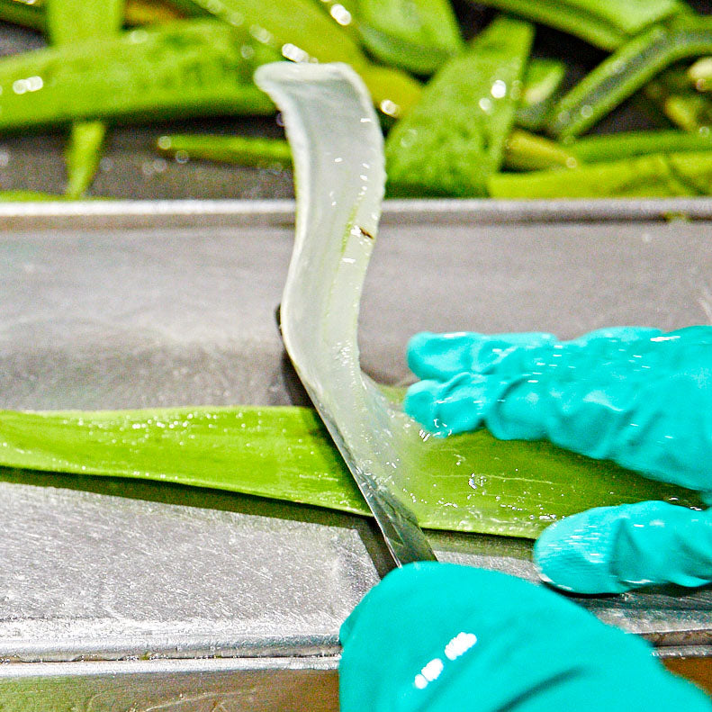 99,7 % Aloe Vera – was bedeutet das wirklich?