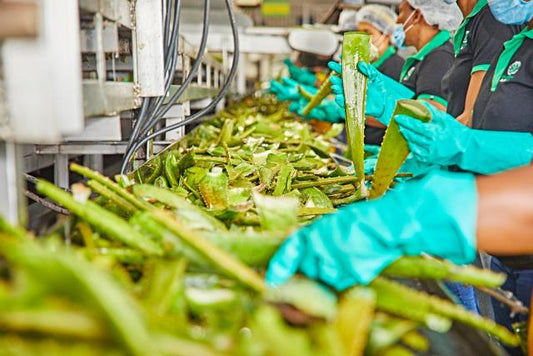 Warum Qualität bei Aloe Vera alles entscheidet – und woran du echte Qualität erkennst