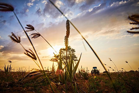 Aloe Vera und ihre Wirkung: Warum diese Pflanze seit Jahrtausenden geschätzt wird